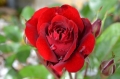 h- 79.8 Rode roos, liefde.jpg 